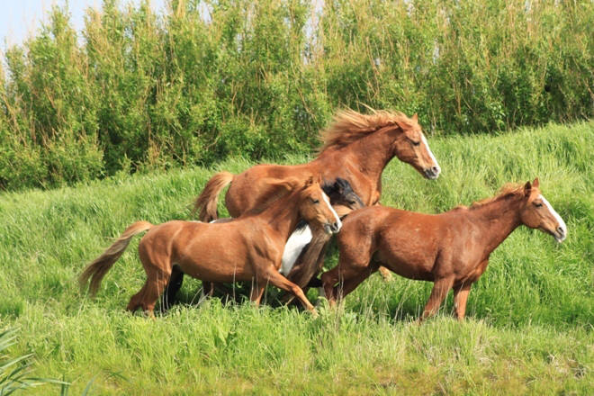 Met Paard op Vakantie paardrijden op het strand